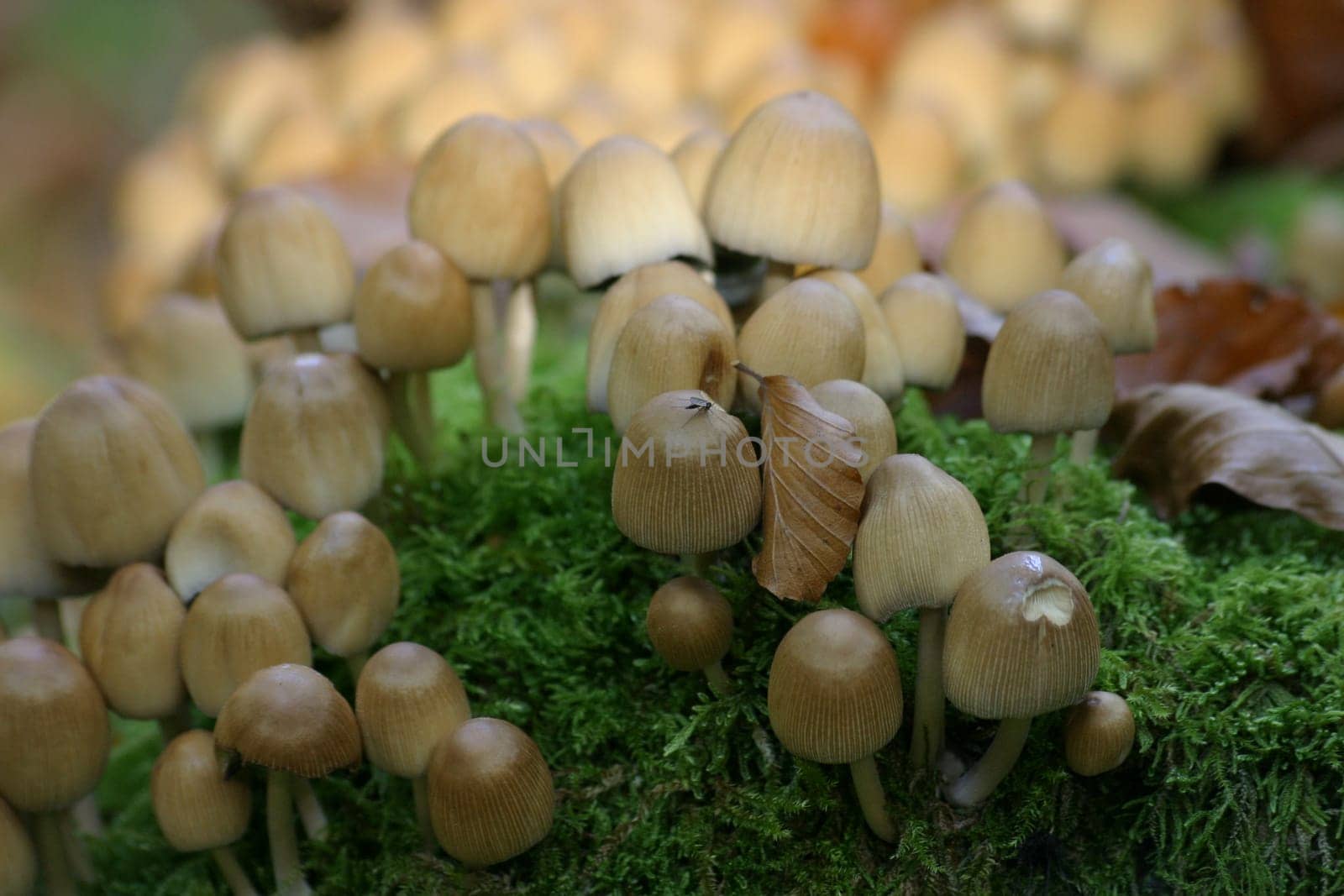 Small mushrooms on green moss cushion