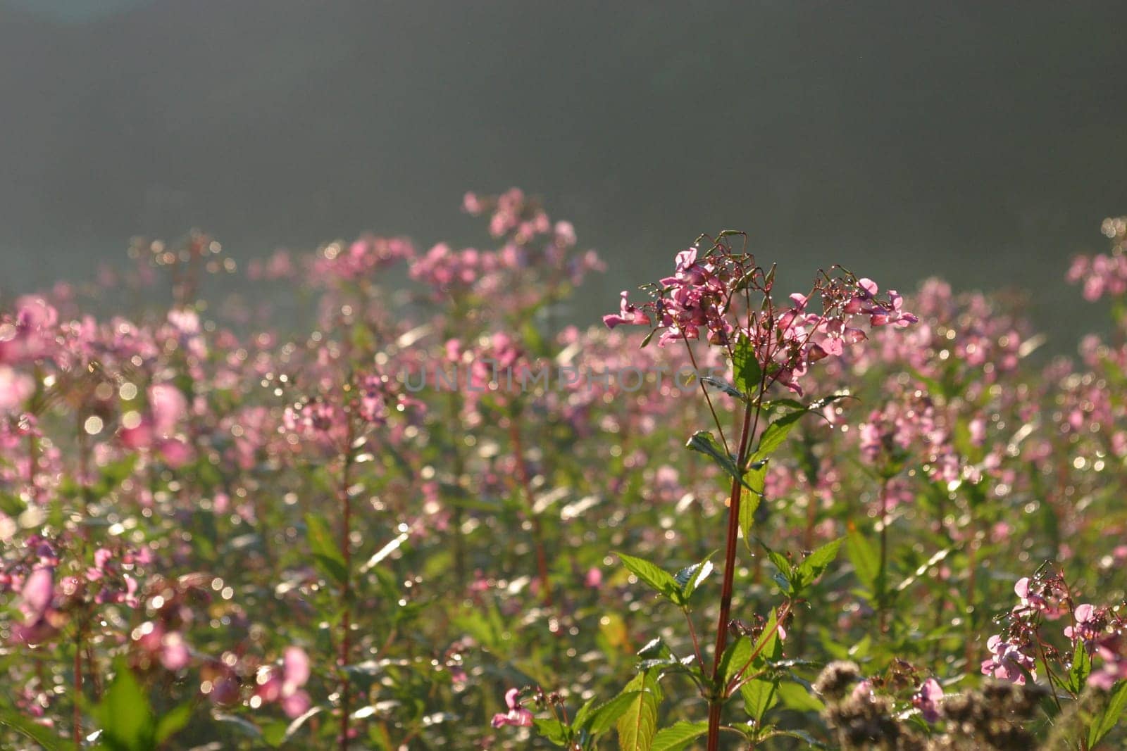 Flower meadow in the morning mist