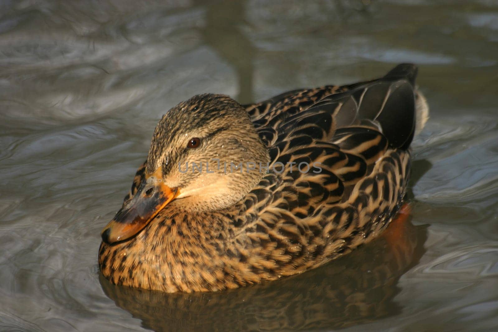 Mallard (Anas platyrhynchos)