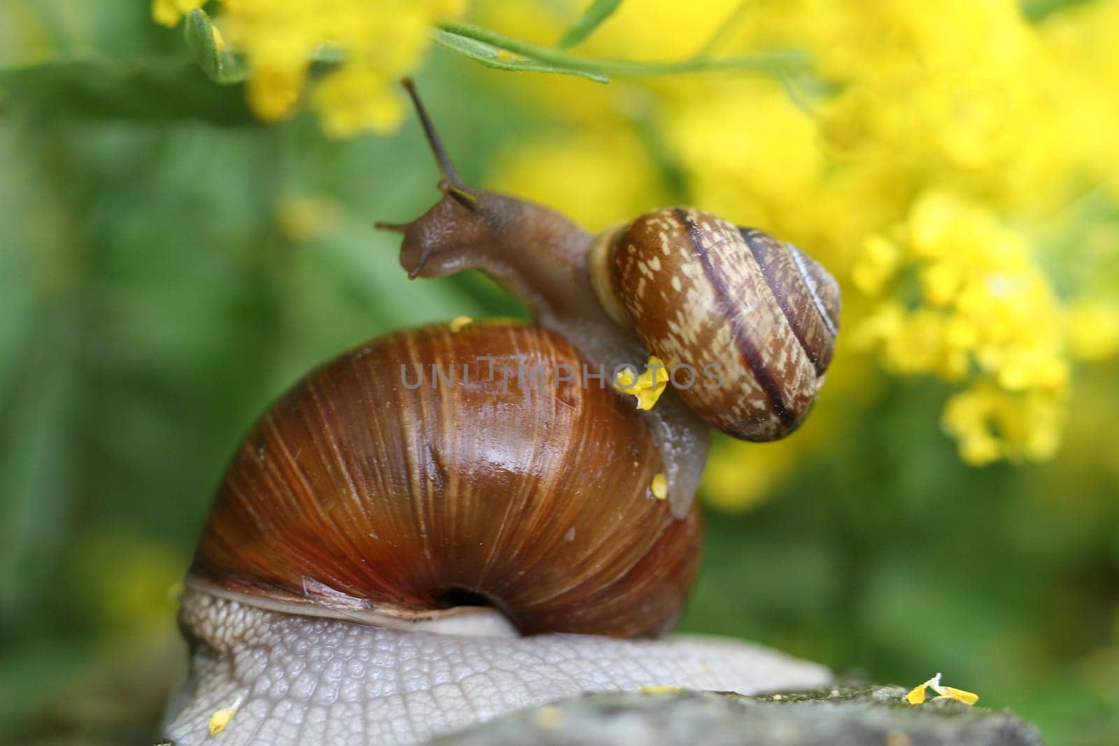 Piggyback
