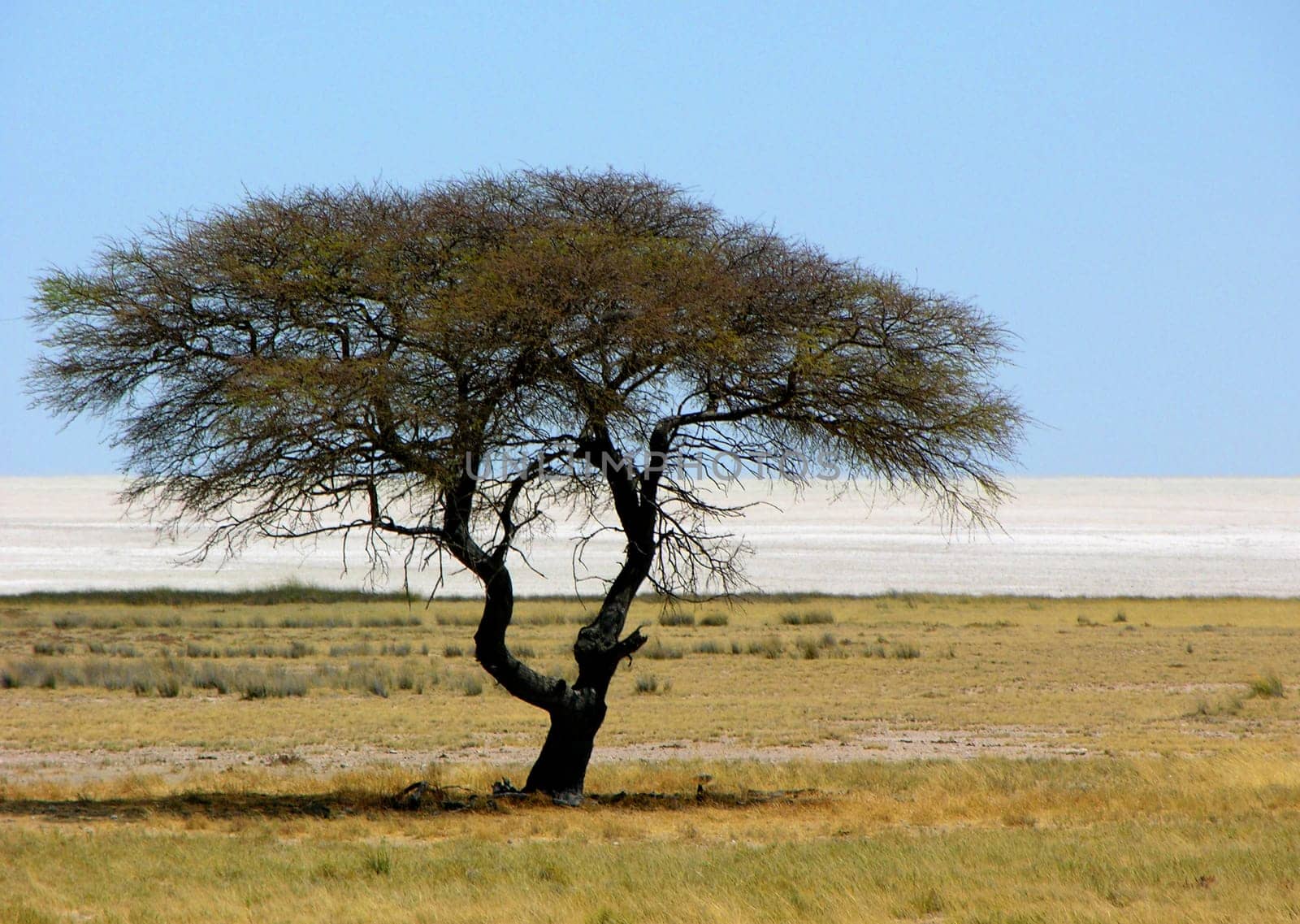 Lonely acacia