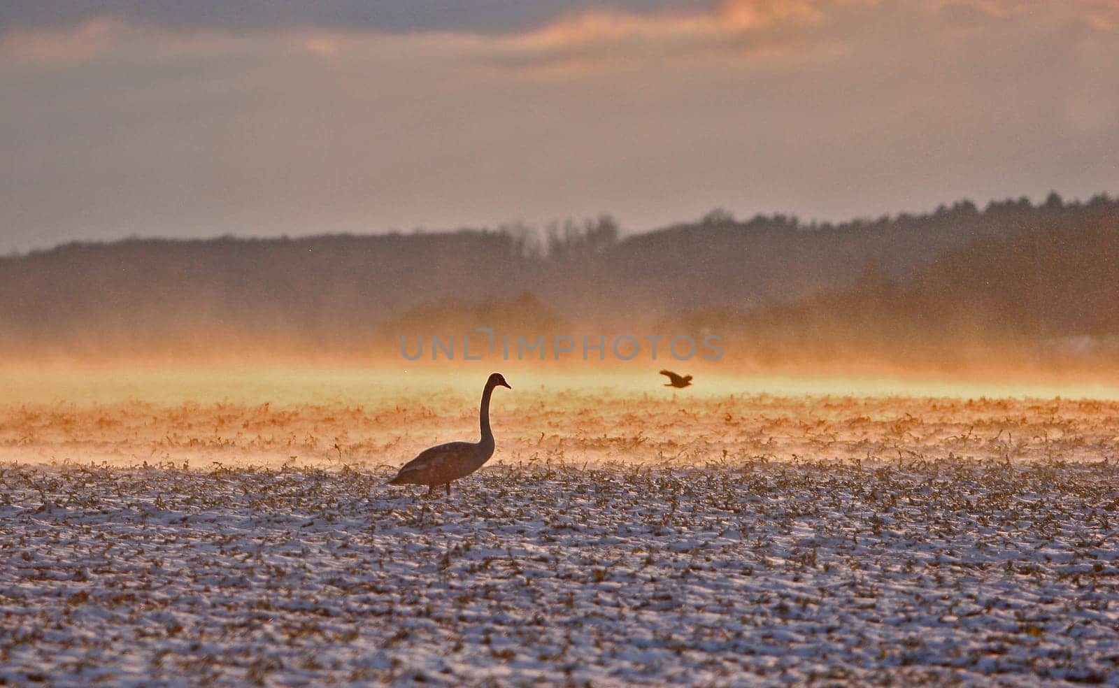 After it stopped snowing this evening,even the sun came out again. I thought my fingers would fall off,there was an icy wind that whirled up the fresh snow,which looked great in the backlight. Crop new,depths and highlights increased