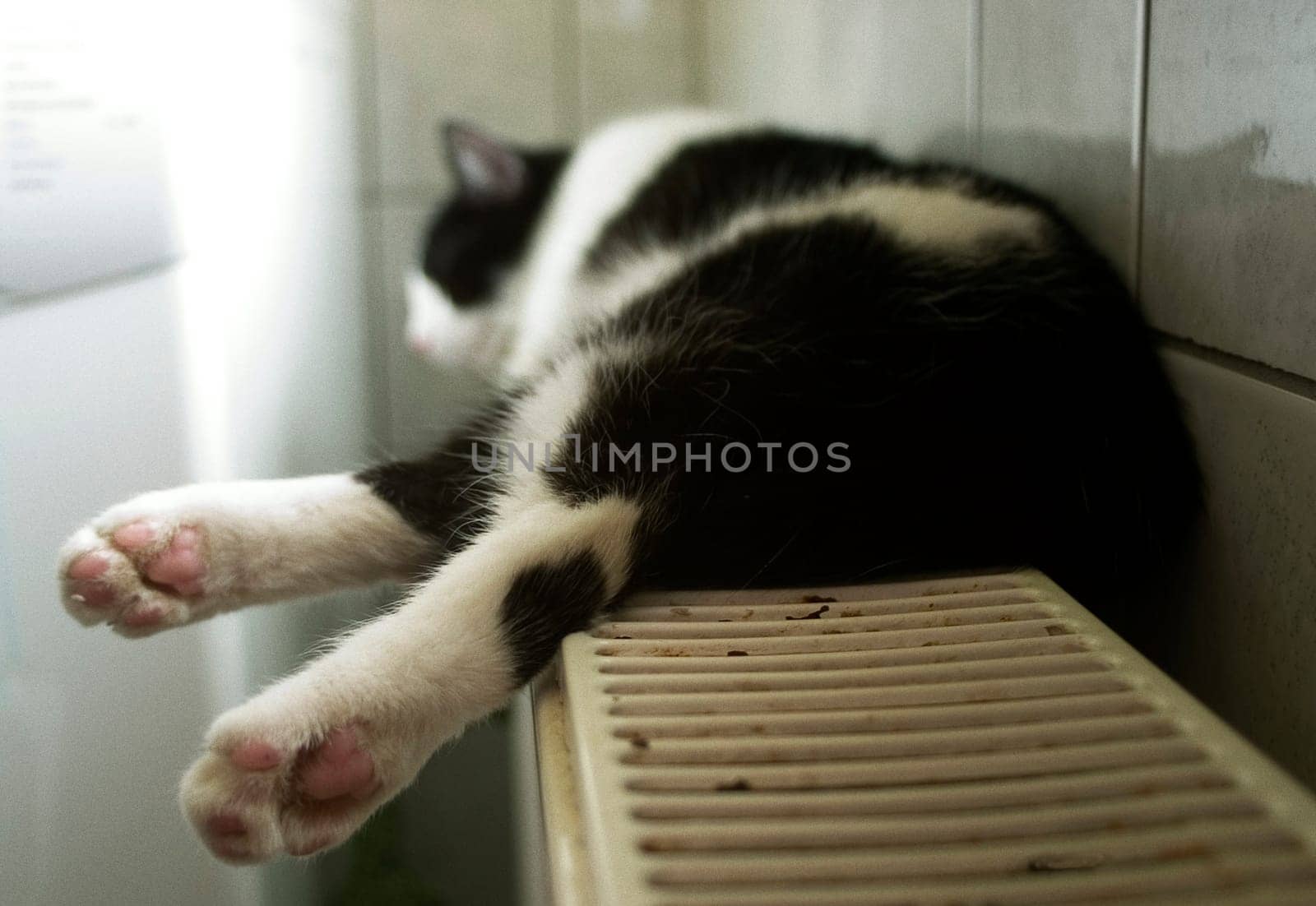 Cat's life...