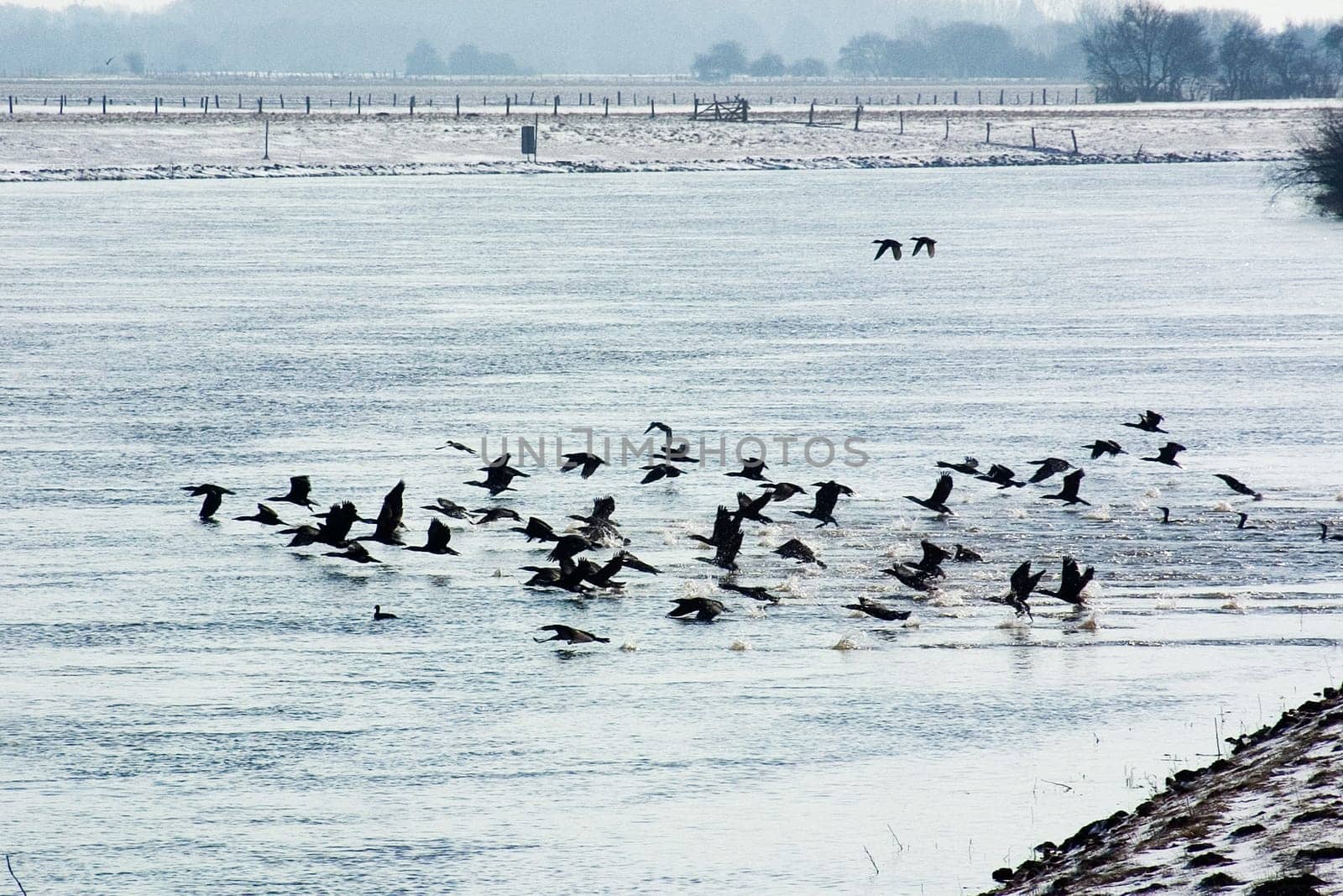 Departure Cormorant...