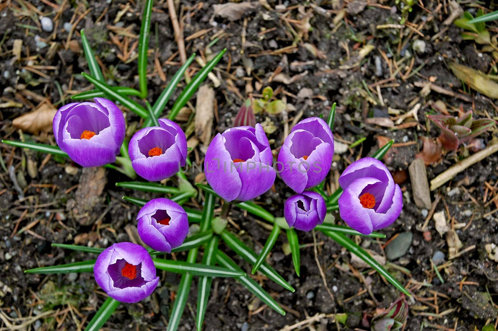 Heralds of spring