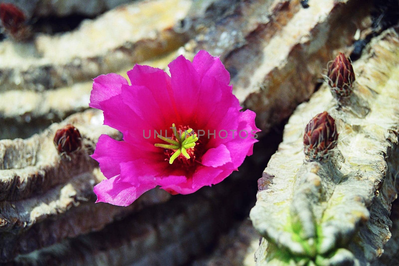 Jardin de cactus