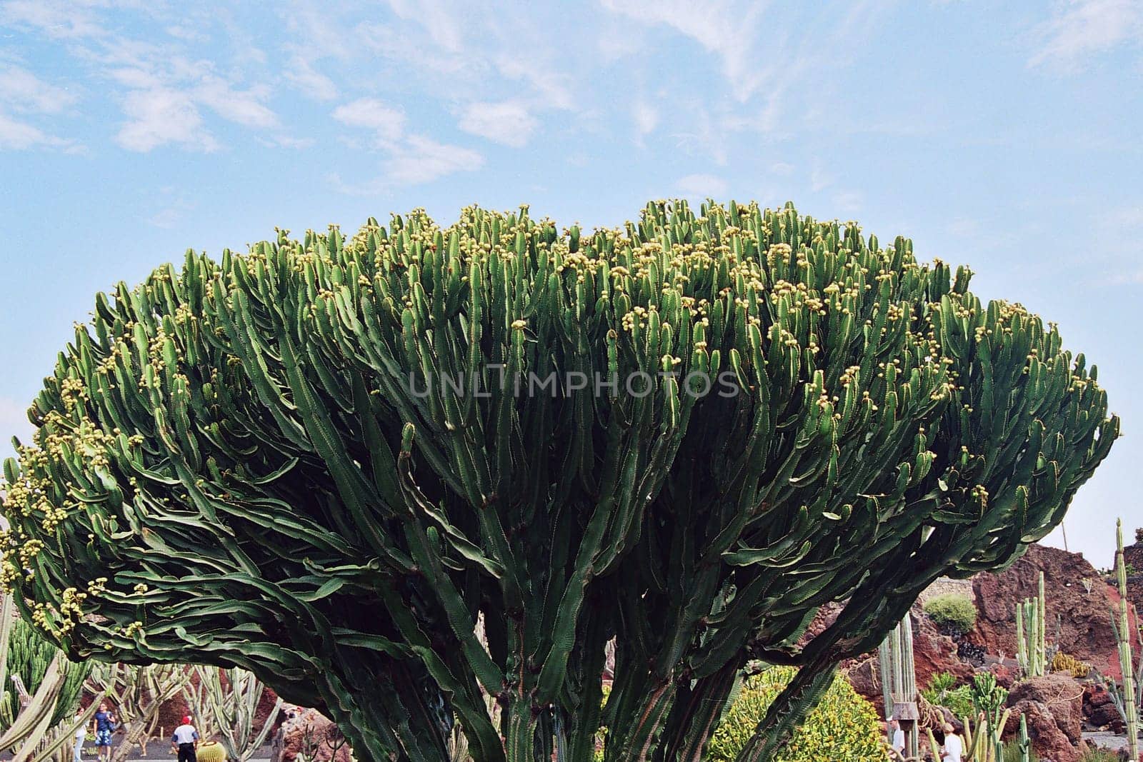 Jardin de Cactus