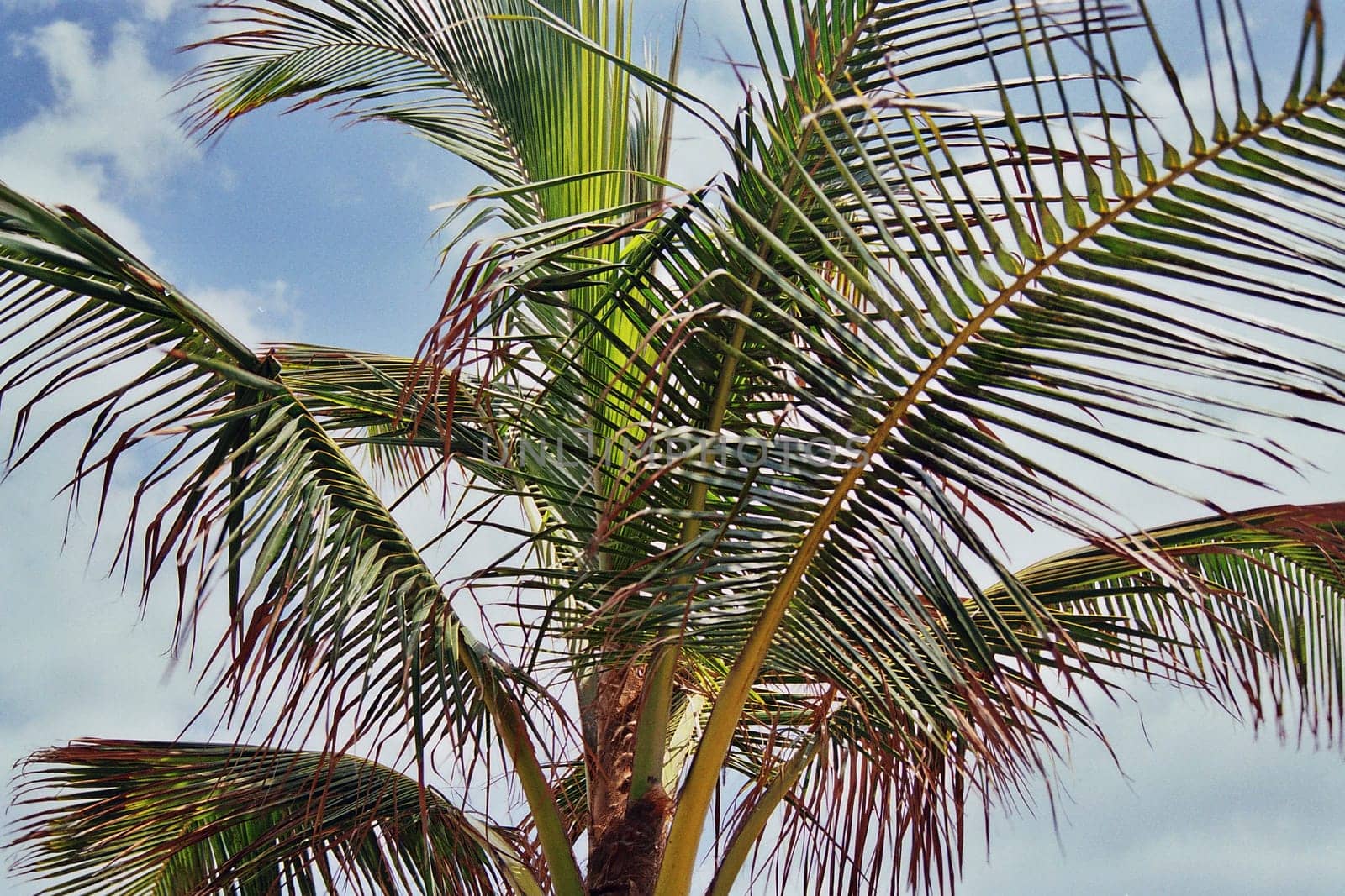 Palm tree