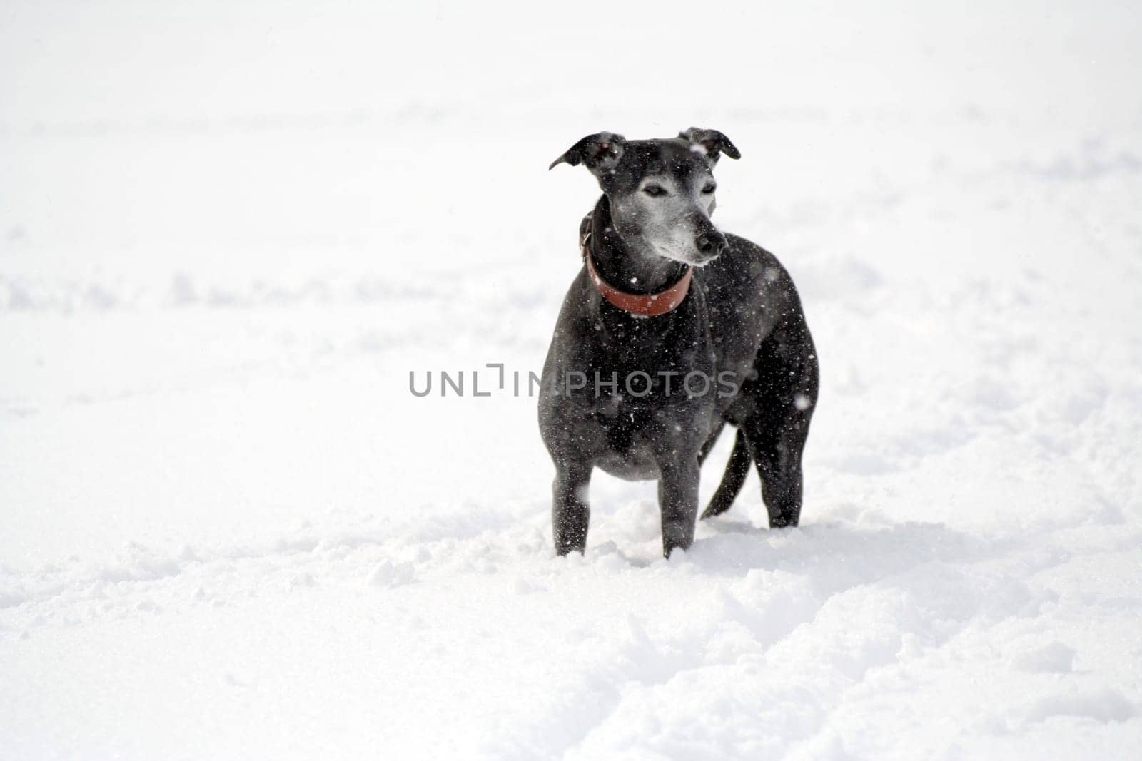 Sammy in the snow