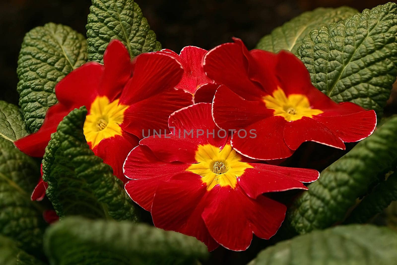 Primrose Quartet