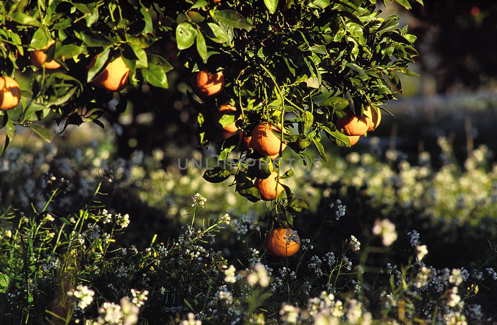 Orange tree in Mallorca in January