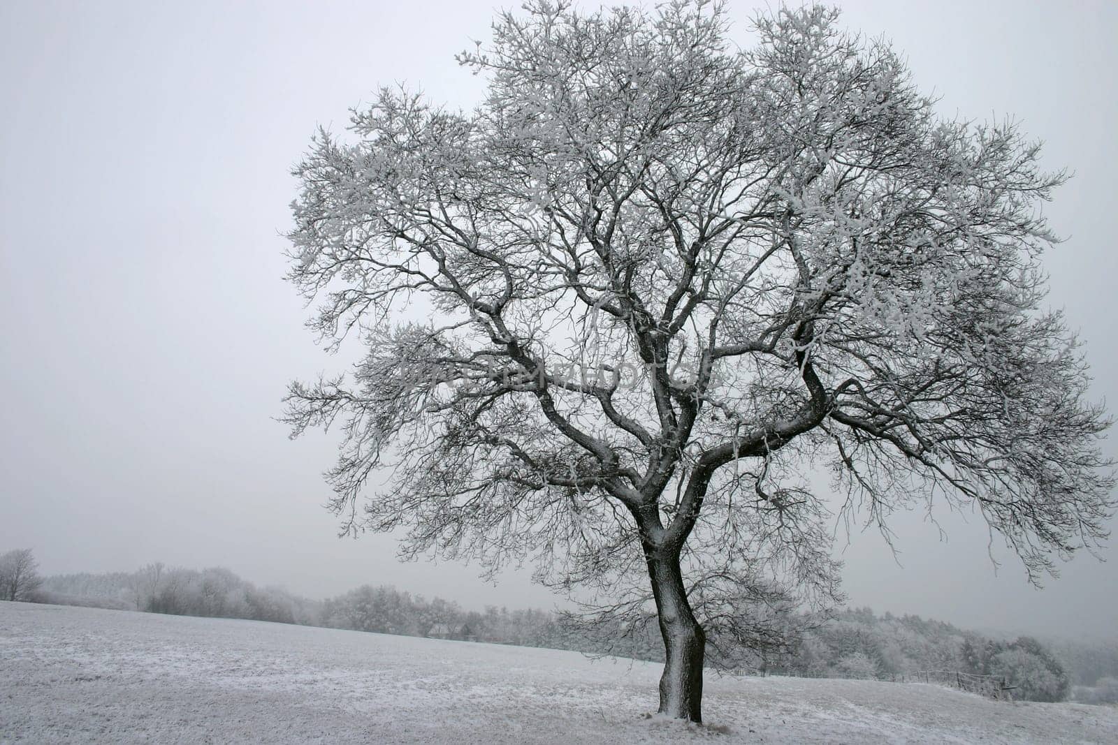 Lonely beech tree in the snow