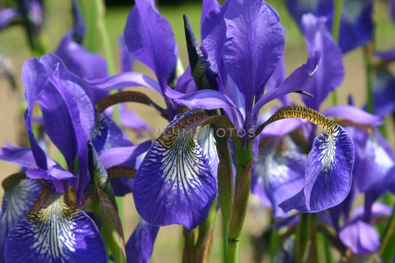 Blue irises