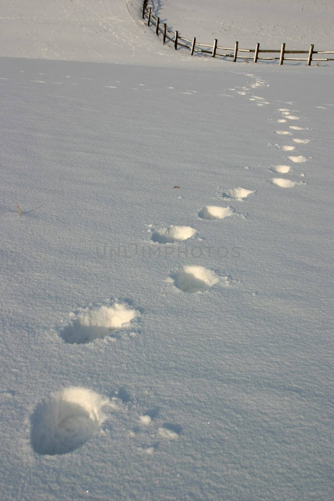 Tracks in the snow