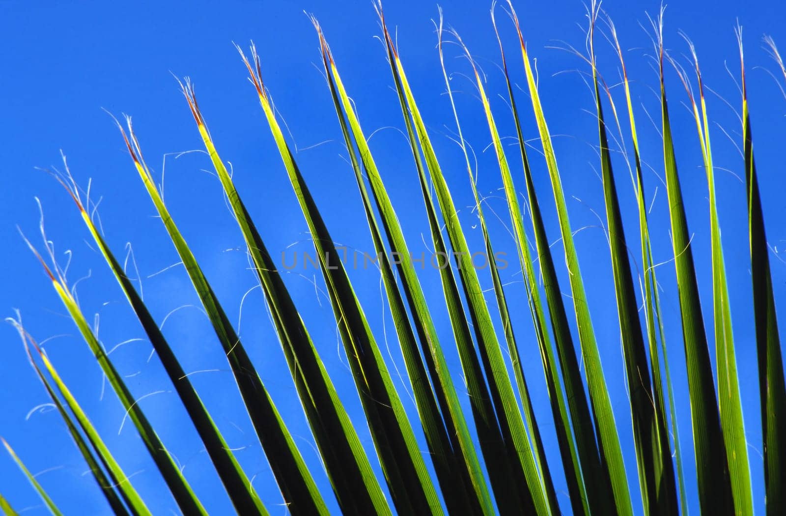 Washingtonia filifera