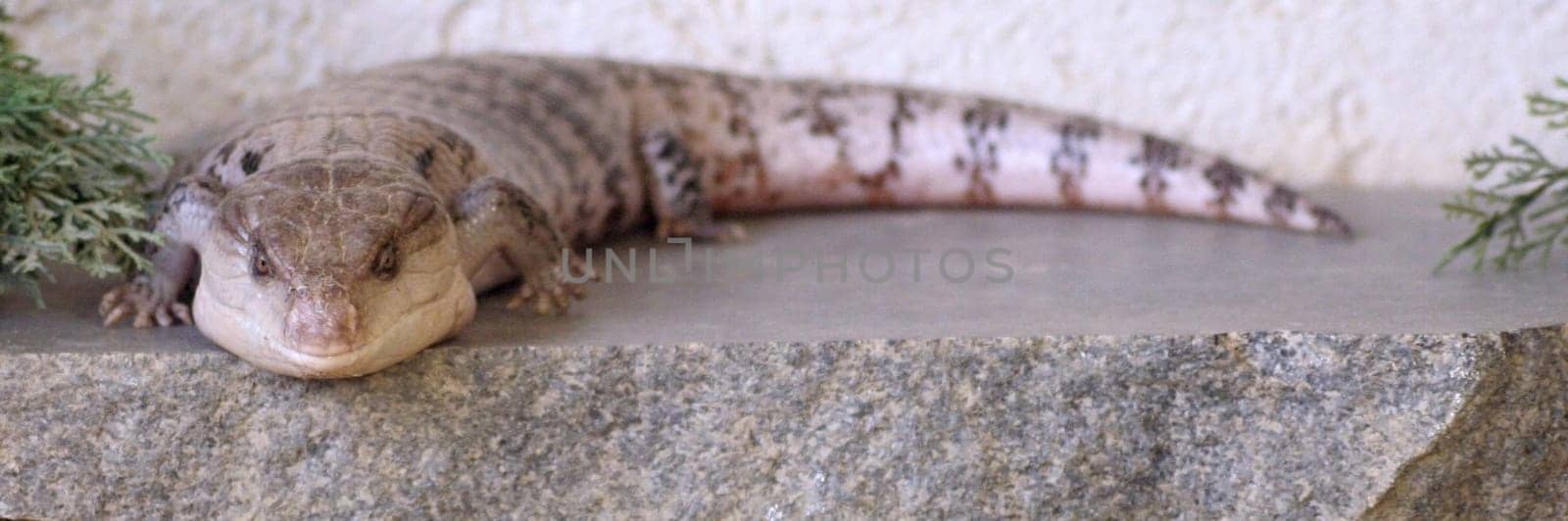 Bluetongue