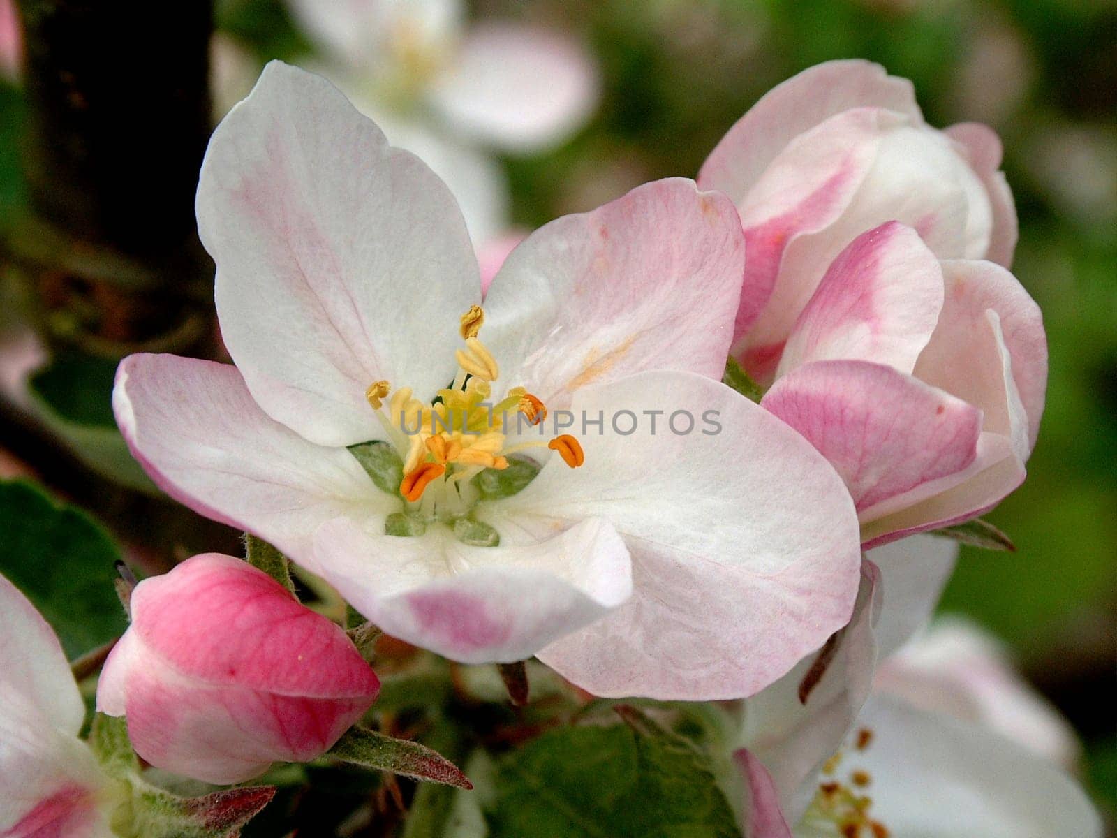 Delicate apple blossom