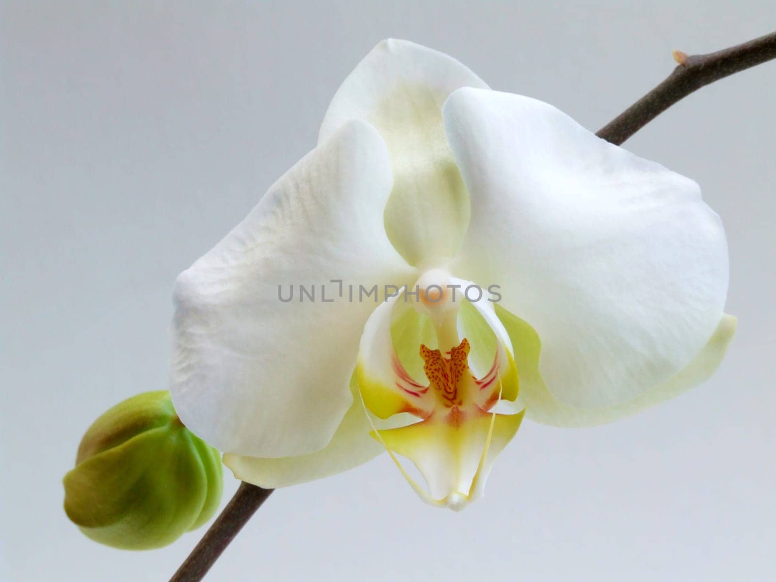 White Dream