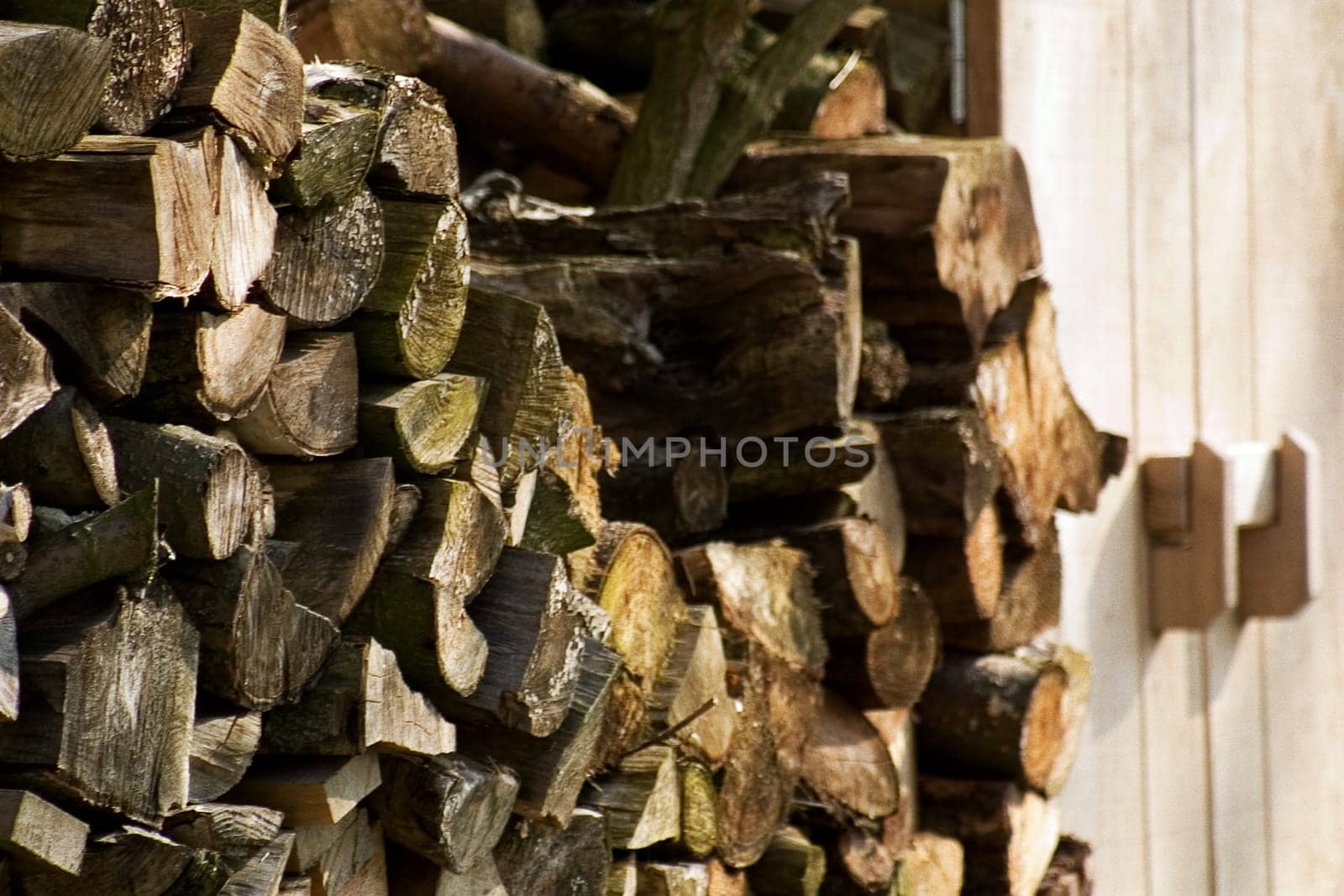 Winter wood