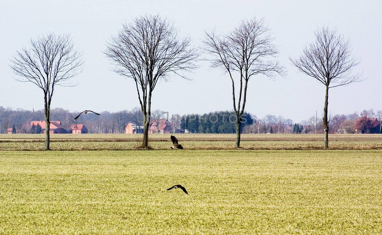 Field with birds and trees