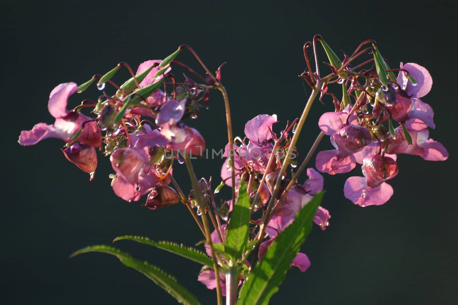 Impatiens glandulifera