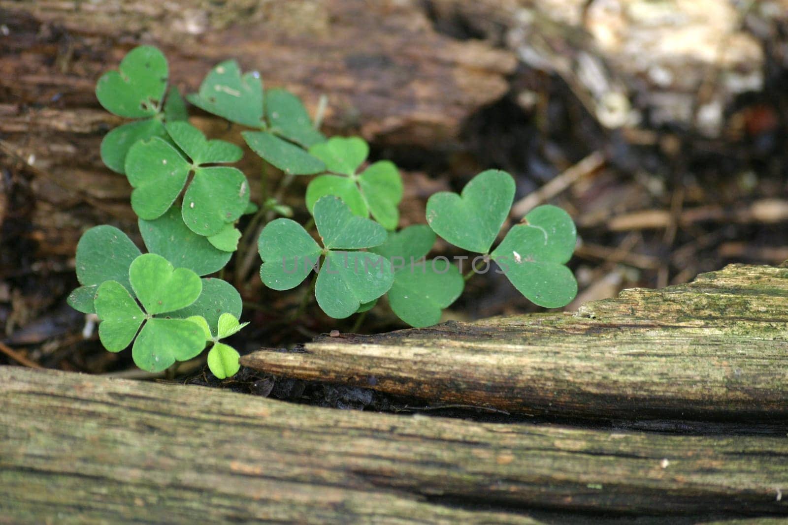 Shamrocks on forest floor on a tree stump