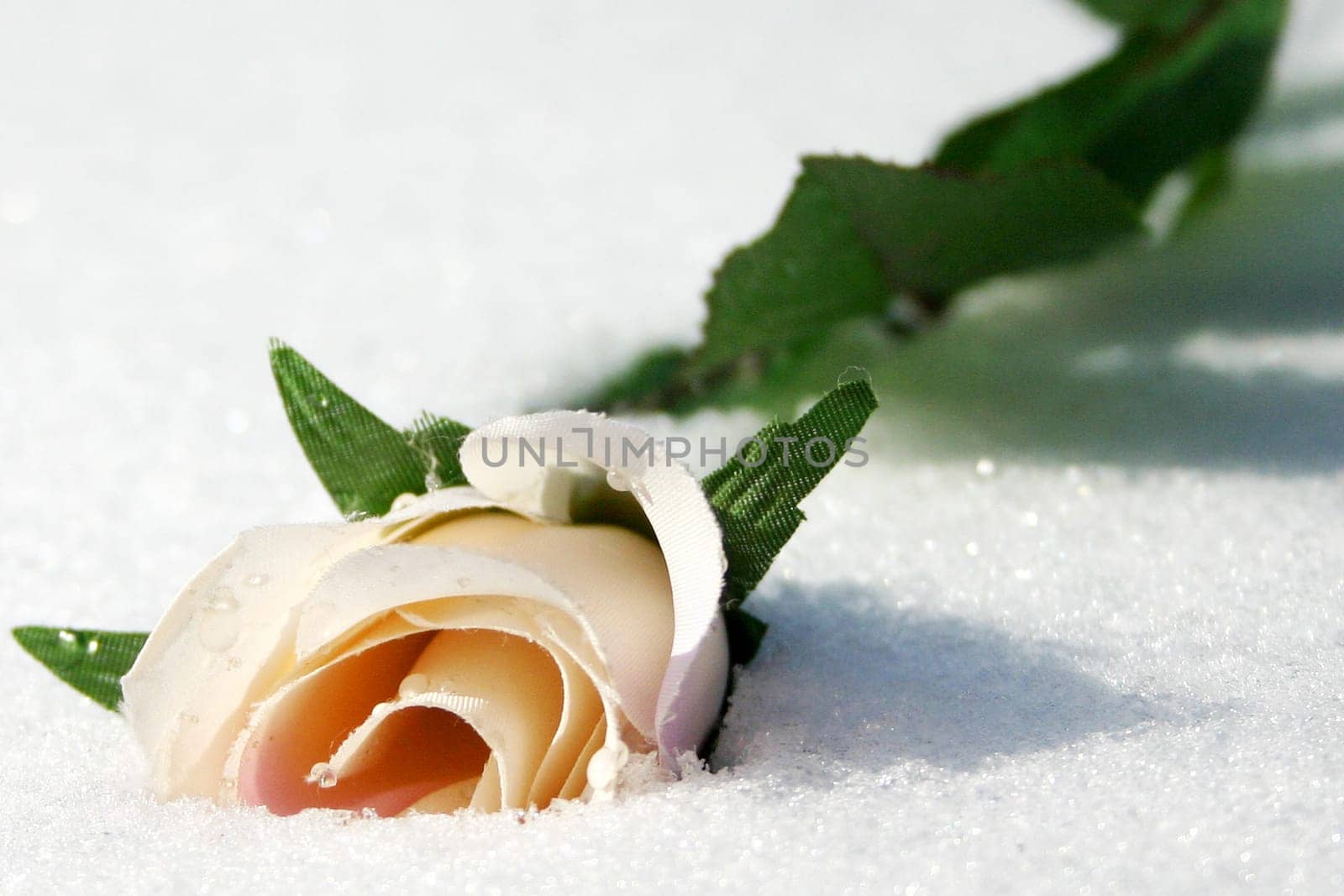 rose without hip without rosehip