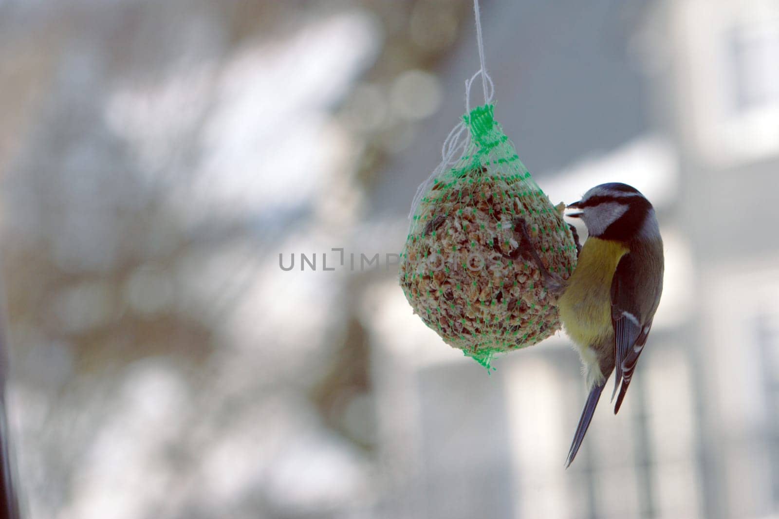 Titmouse