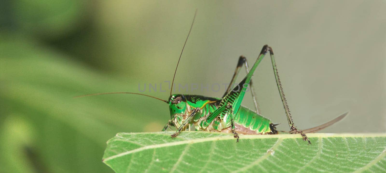Grasshopper