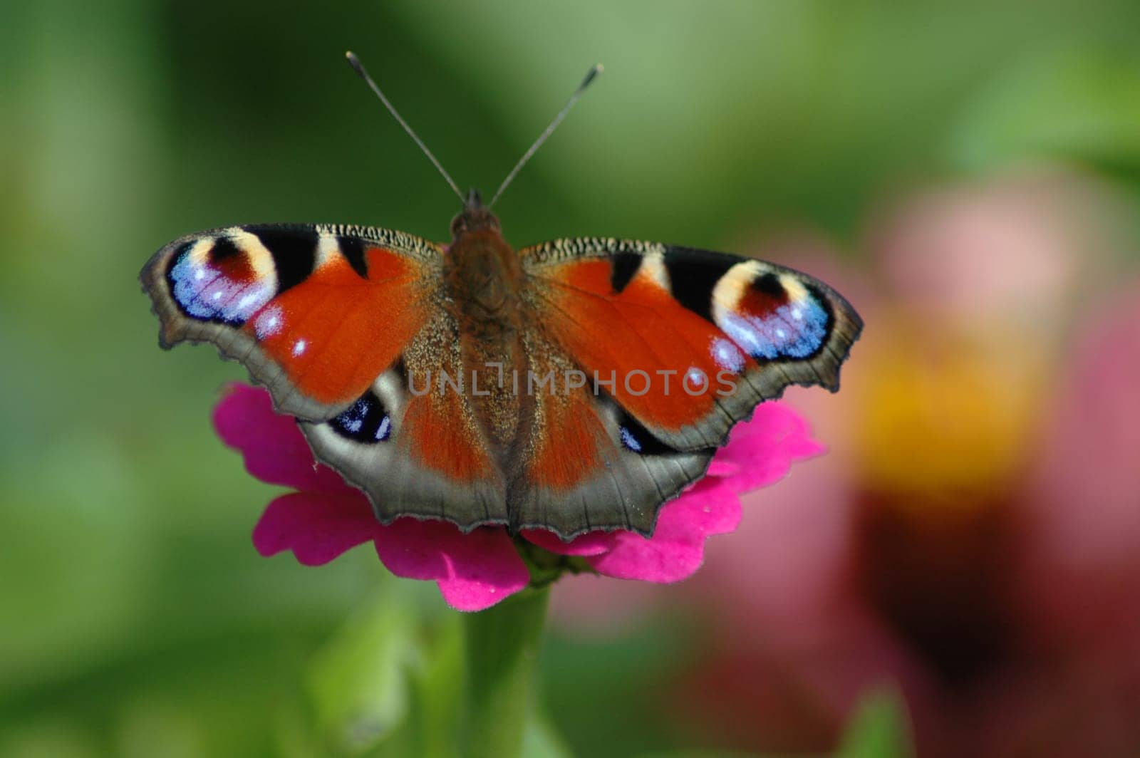 Soon it will be that time again. These pretty little animals will populate our gardens again. And until then,the photos from last year help us to hope that it won't be long.