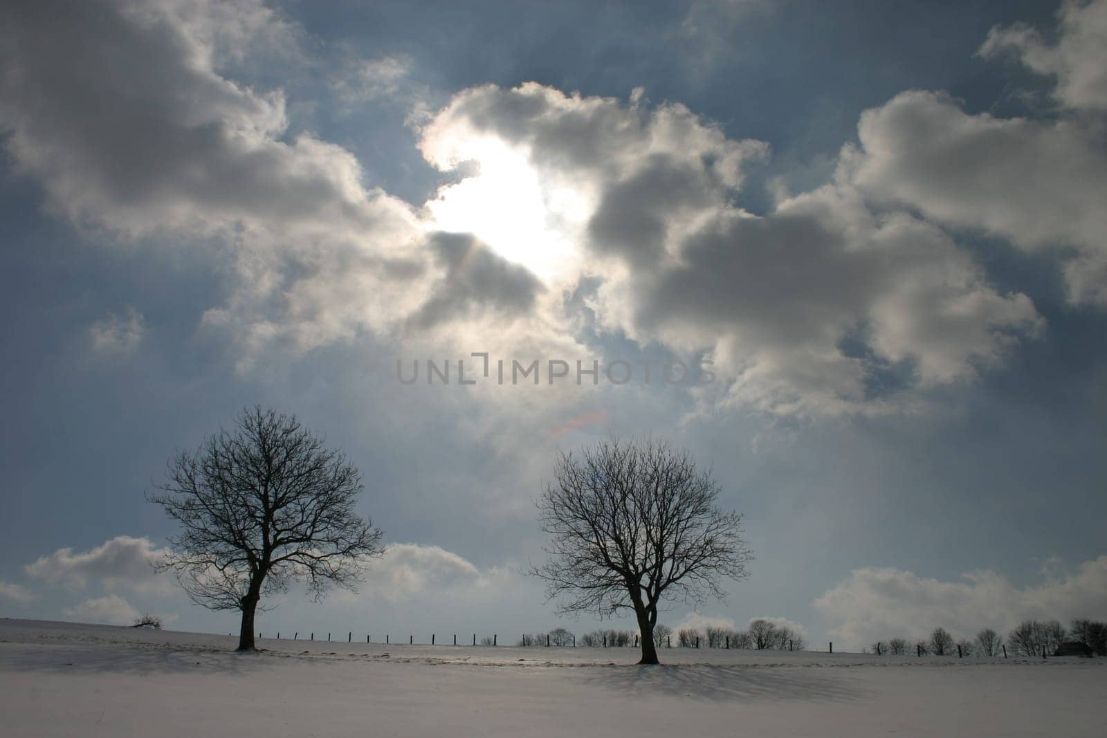 Trees in winter in backlight