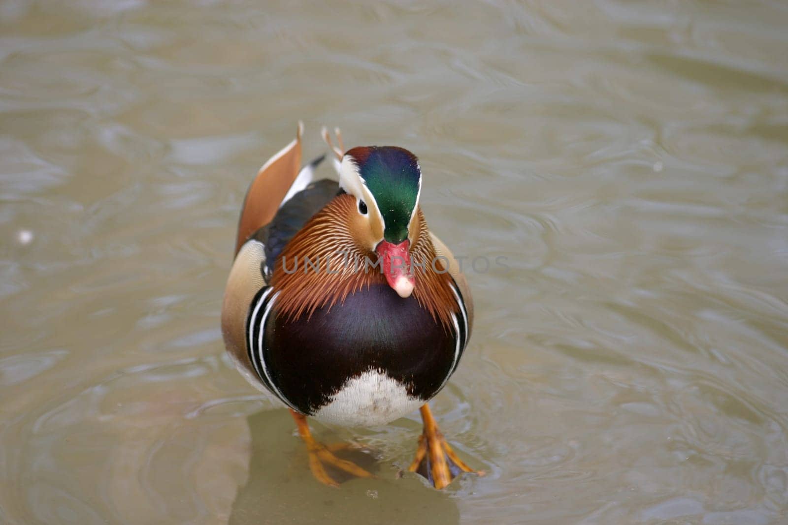Aix galericulata,Drake