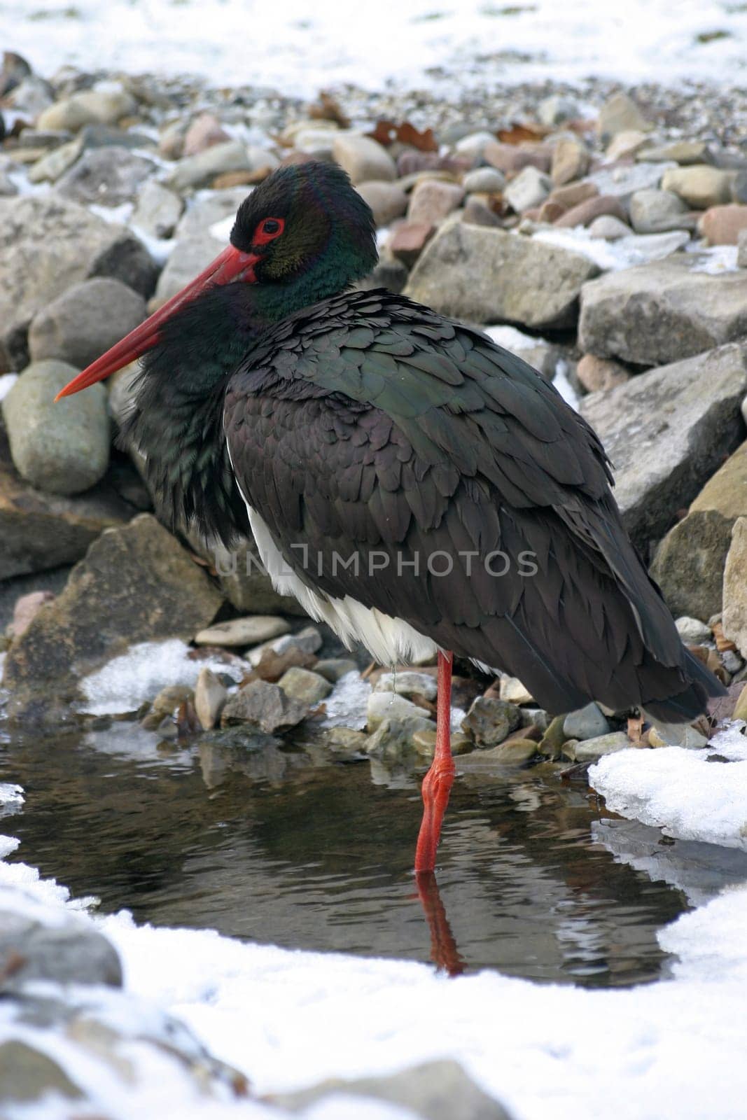 Black stork in a stream in winter