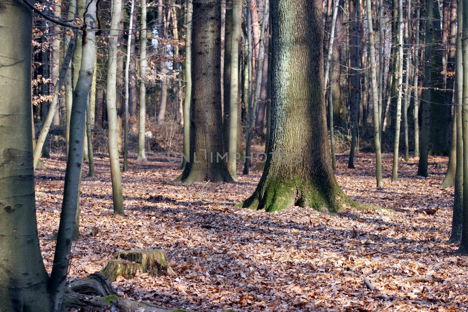 Mixed forest