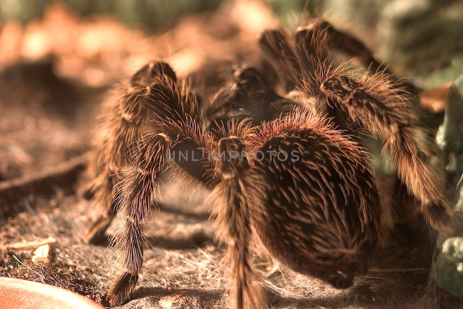 Tarantula 01