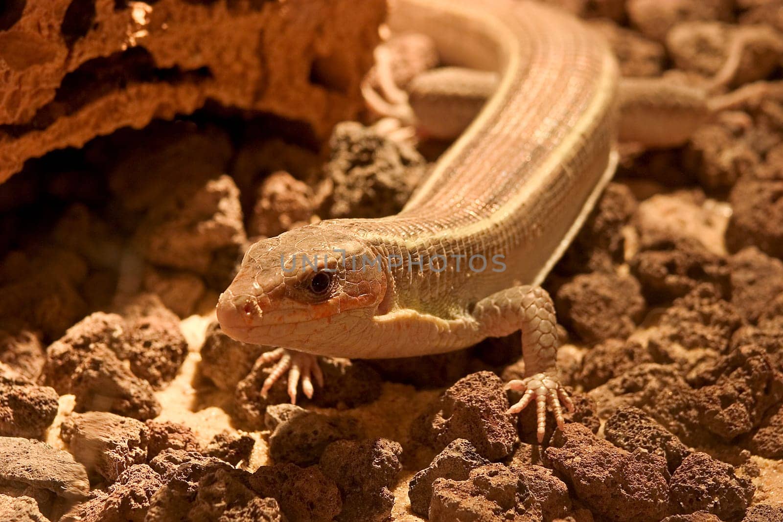 Lizard on stones
