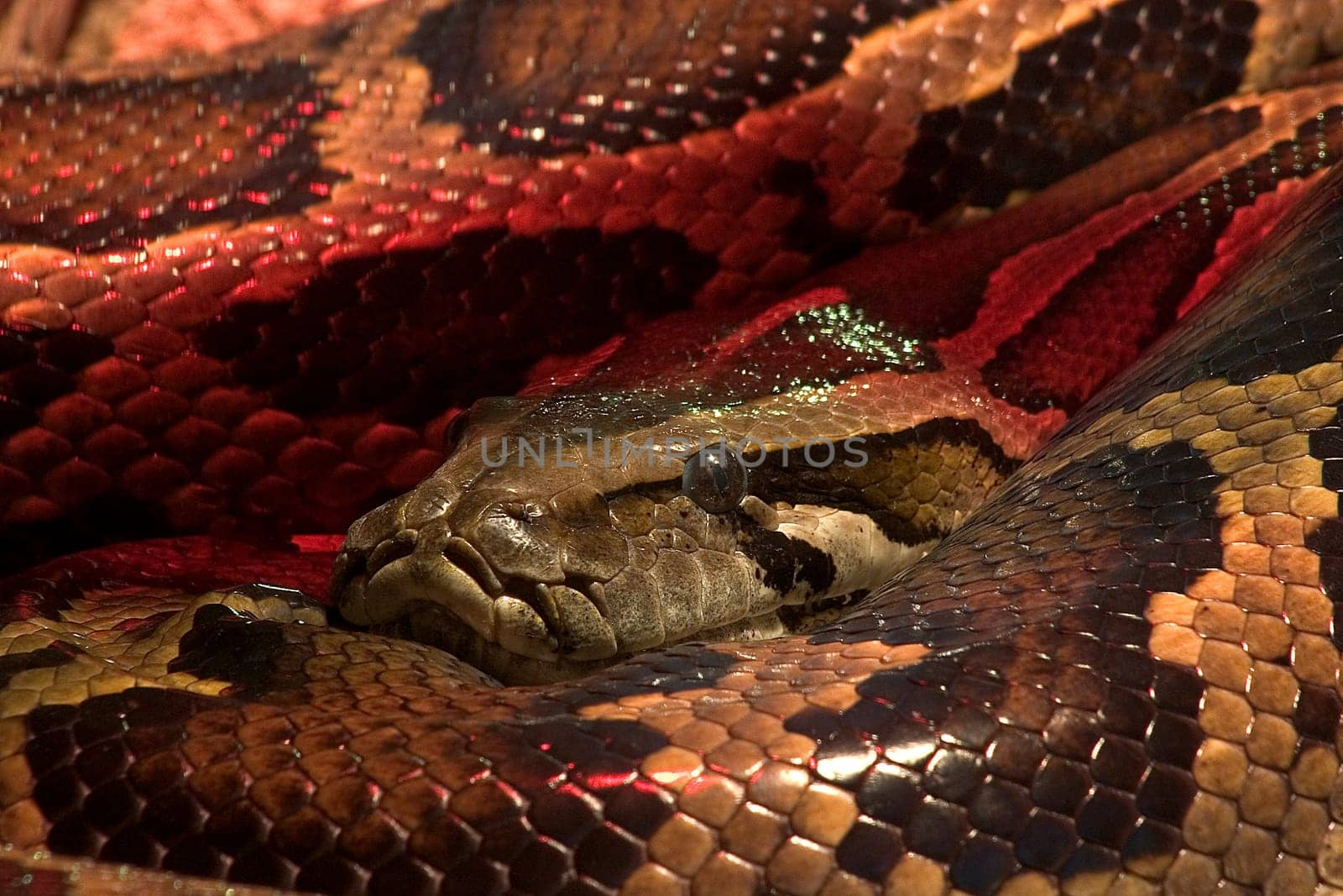 Anaconda 02