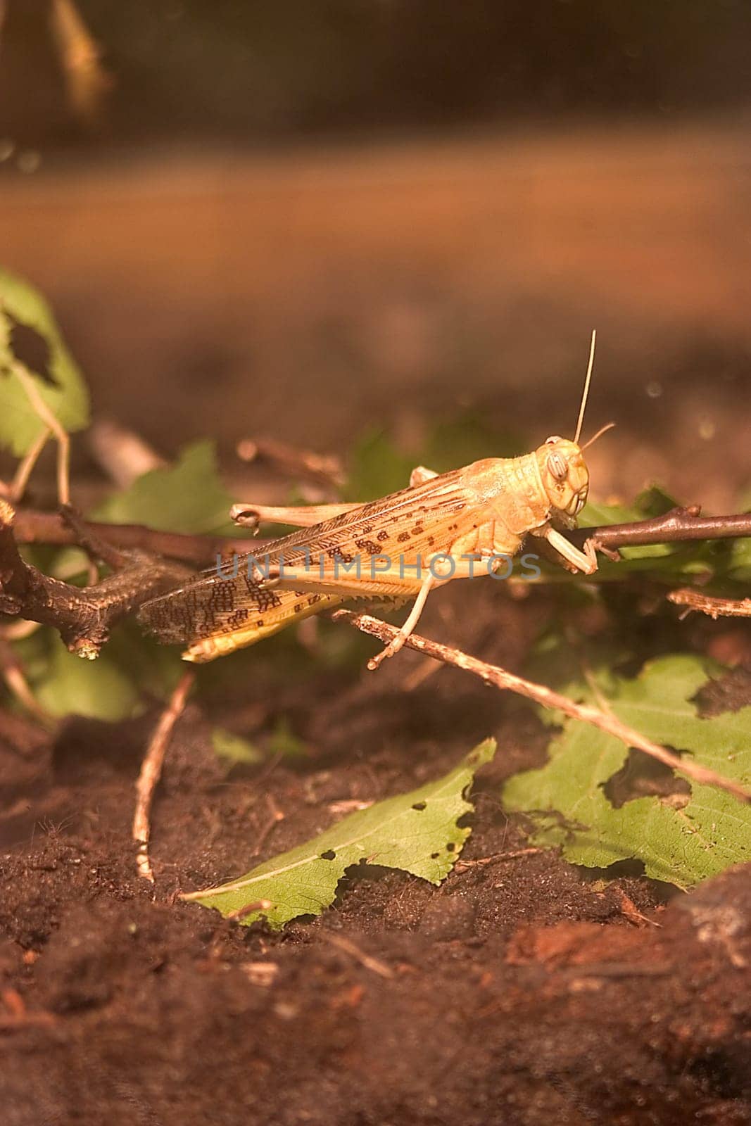 Grasshopper