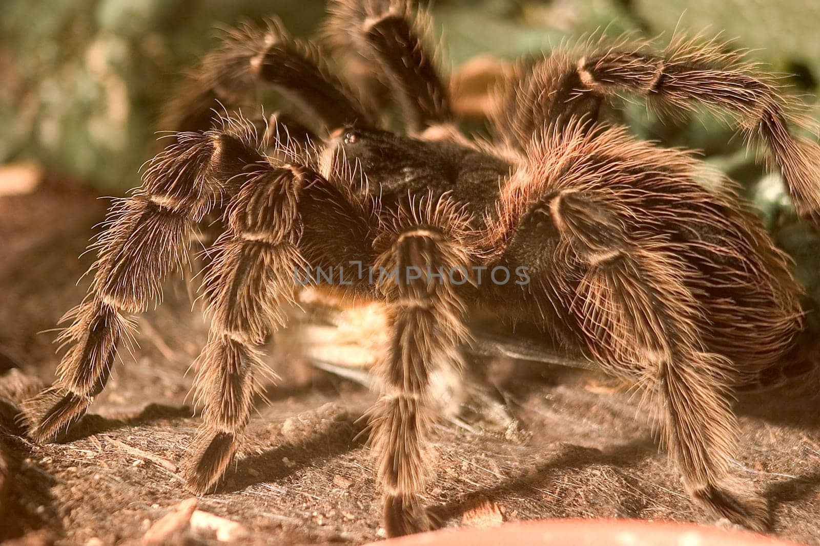 Tarantula 02