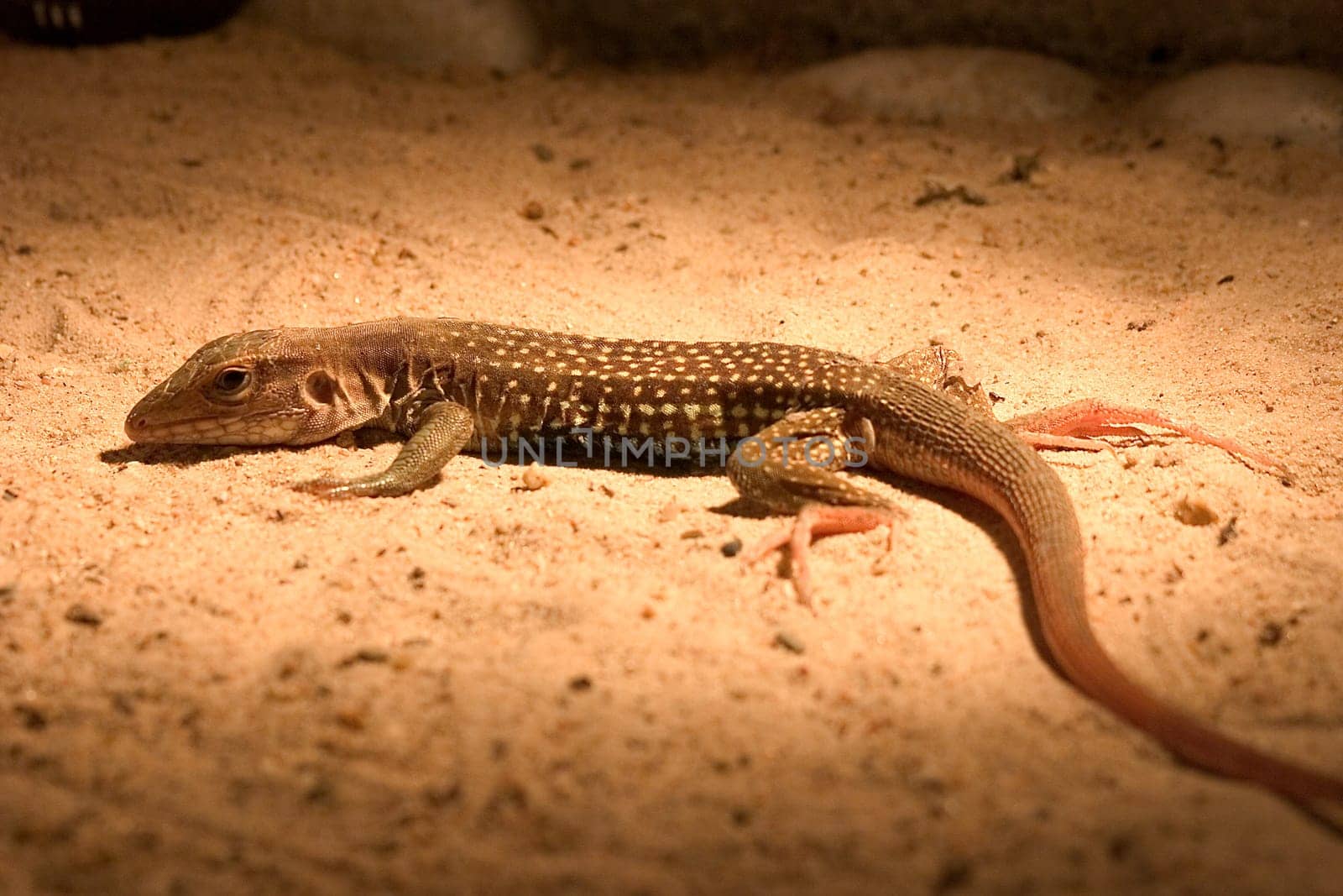 Lizard in the sand