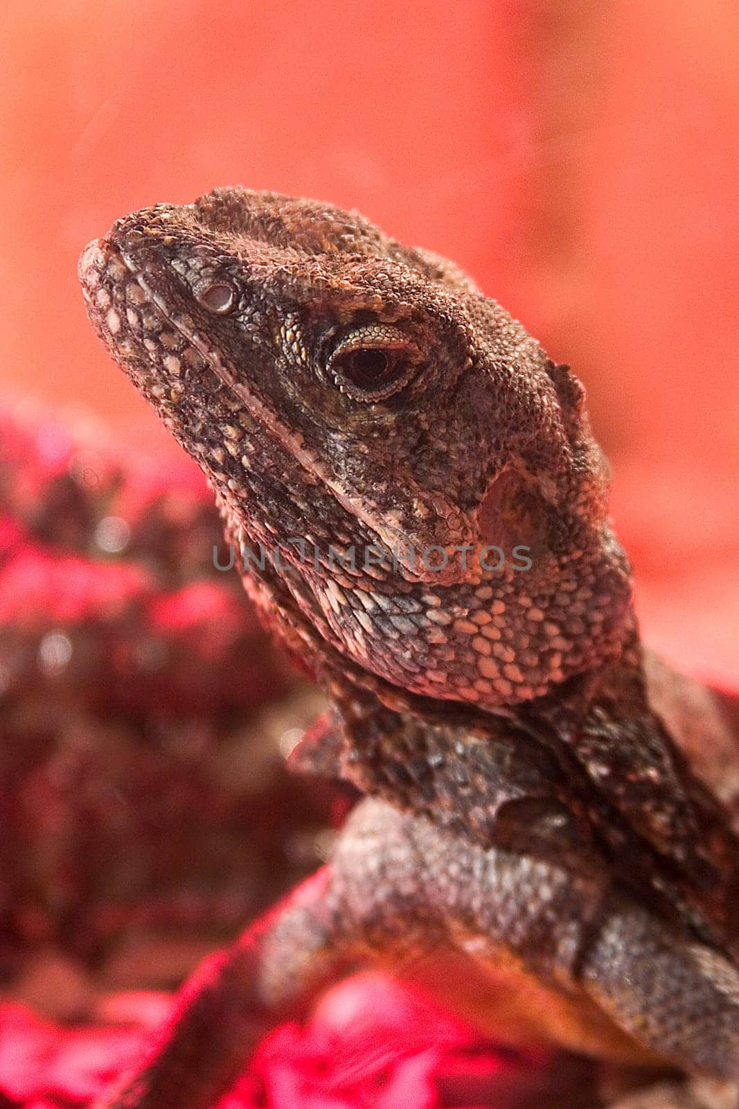Lizard head