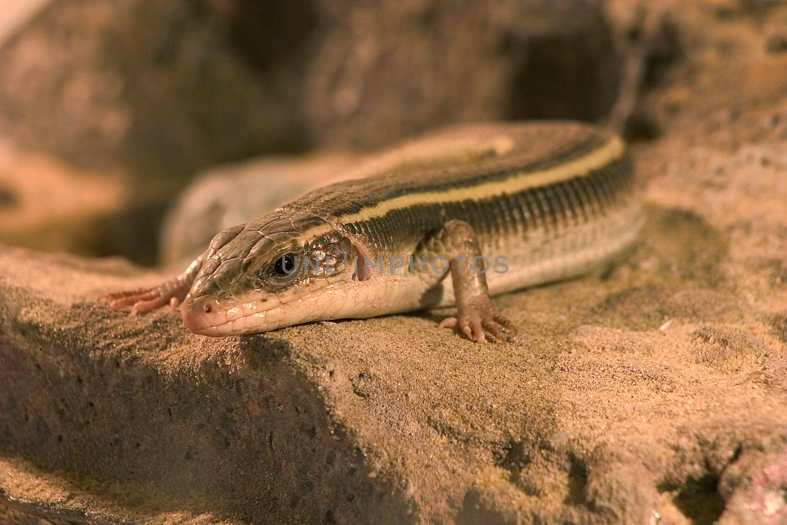 Lizard on the stone