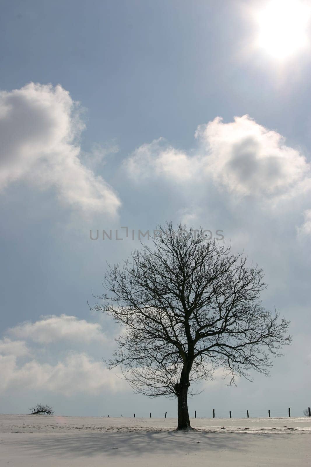 Deciduous tree on a pasture in the snow