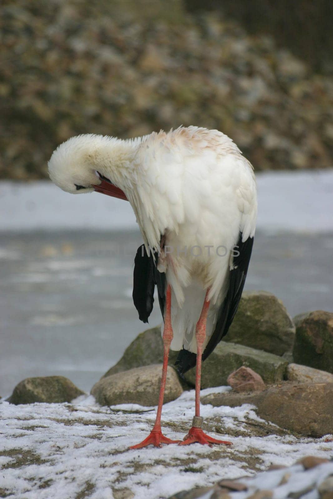 Rattle stork during plumage care in winter