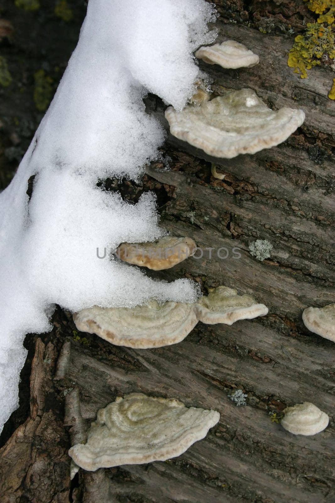 Small butterfly sporlings with snow