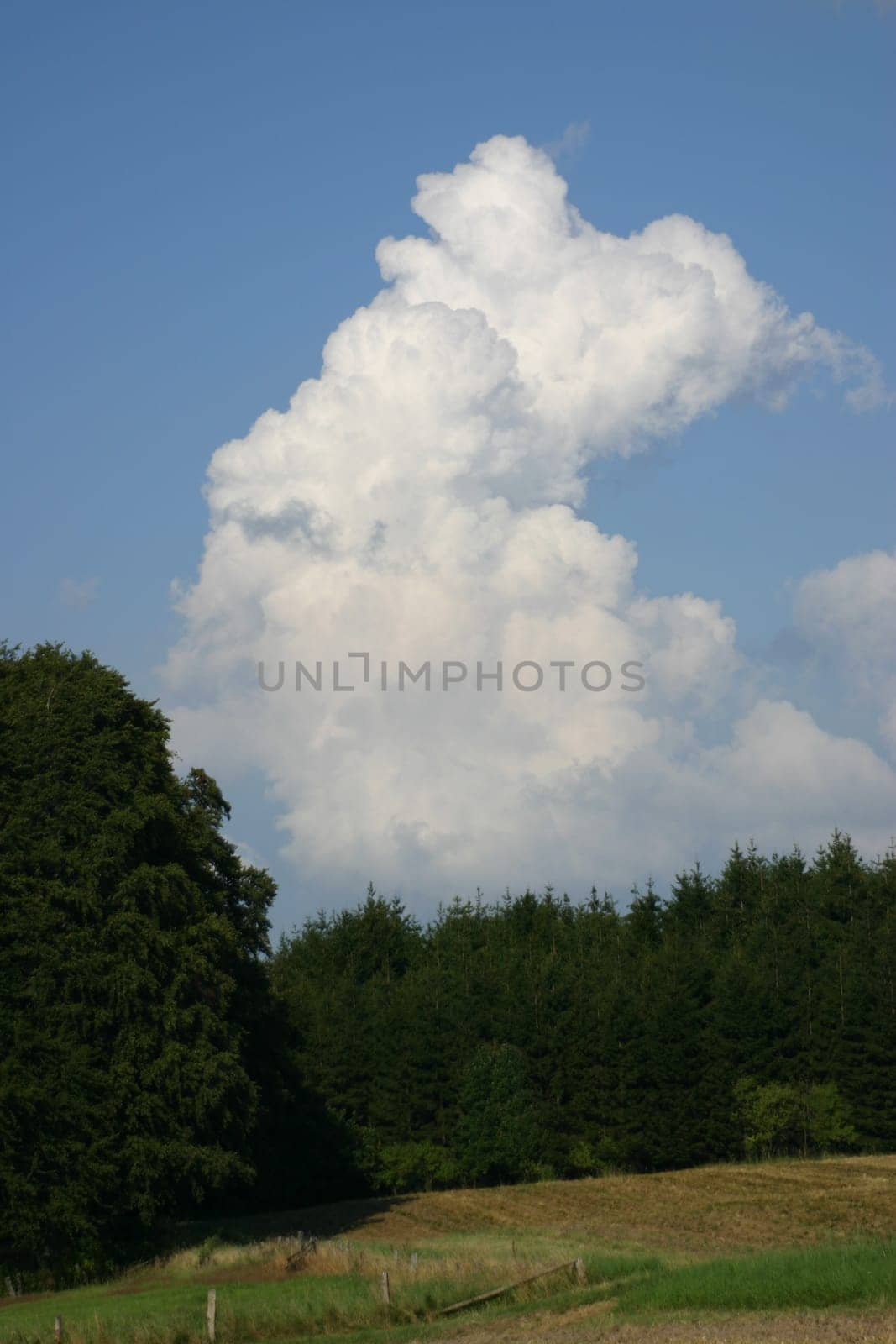 Fair-weather clouds over a forest