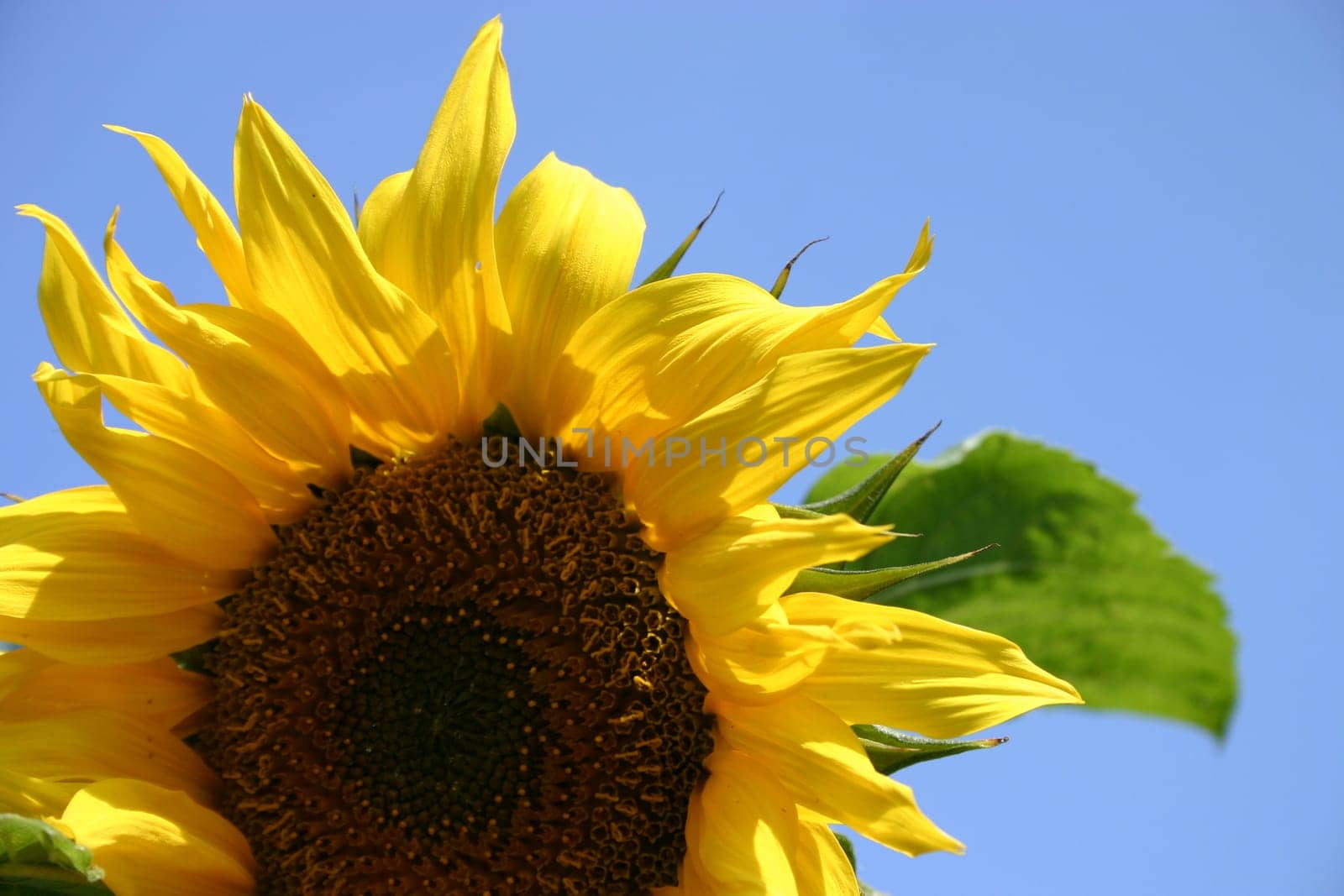 Maybe that's how spring can be enticed... :-)