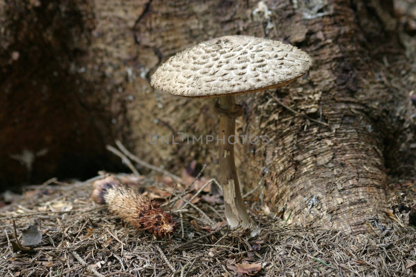 Parasol mushroom at the foot of a conifer tree