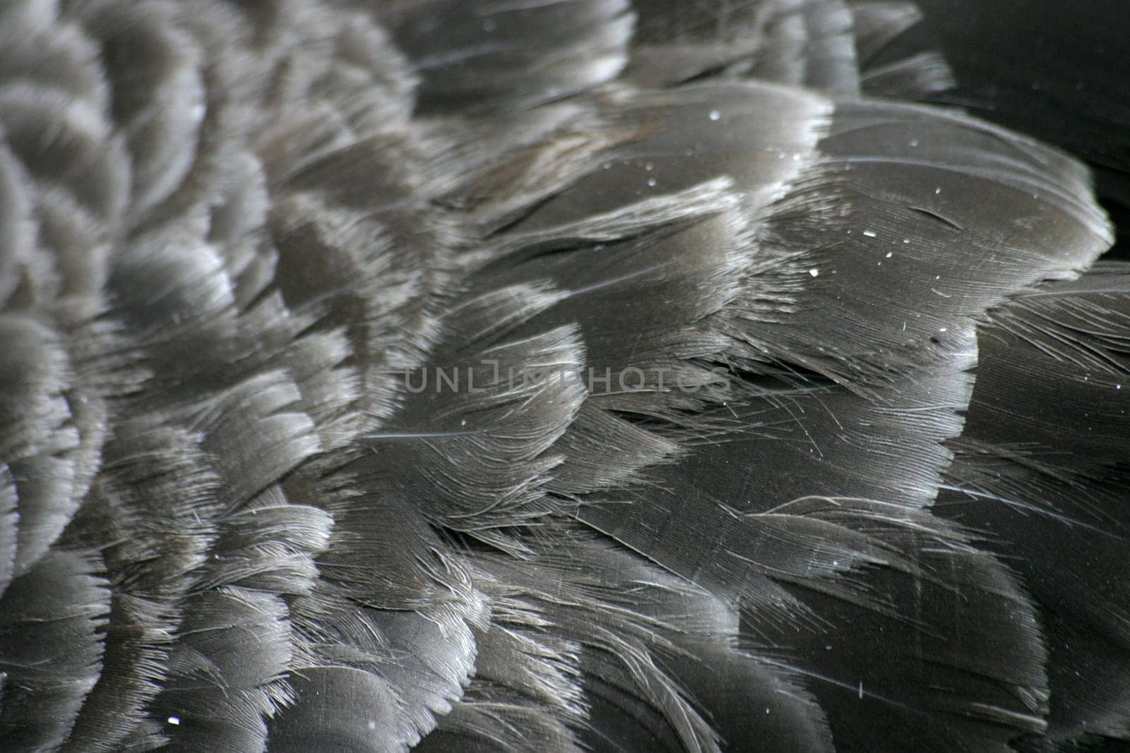 Close-up of the plumage of a mourning swan