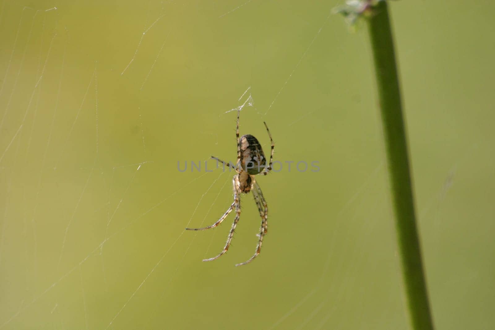 Metellina segmentata
